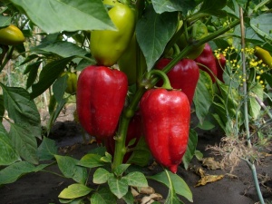 Jellemzői termesztése paprika üvegházban