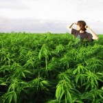 Jellemzői termesztés a marihuána az otthon, a legfrissebb hírek Ukrajna