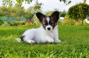 Papillon (kutya) - leírás, képek, ár, karbantartása és tisztítása „hogy mancs”