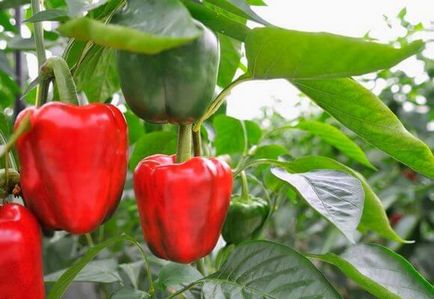 Pepper termesztés és karbantartási az üvegházban, videók és fotók