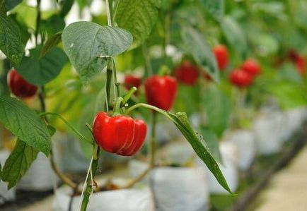 Pepper termesztés és karbantartási az üvegházban, videók és fotók