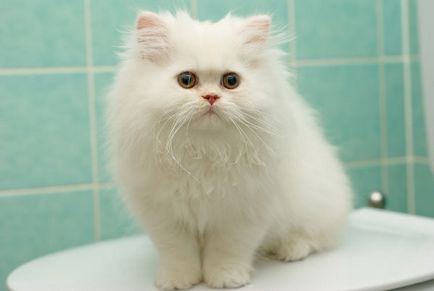 Perzsa macska - Fajtajegyei