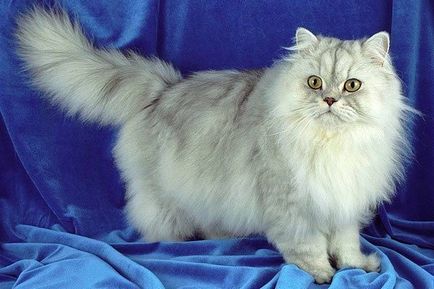 Perzsa macska - Fajtajegyei