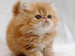 Perzsa macskák jellegűek, gondoskodás, a várható élettartam