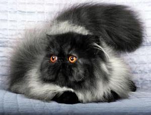 Perzsa macskák jellegűek, gondoskodás, a várható élettartam