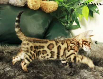Tenyészet bengáli macskák bengáli macskák, az ár a bengáli macskák Cseljabinszk
