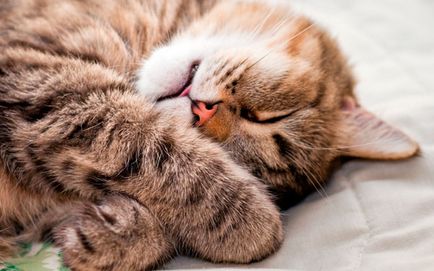 Miért macskák aludni a sok jellemzőit, okait, az álmok