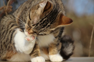 Miért macskák mossanak kezet annyiszor