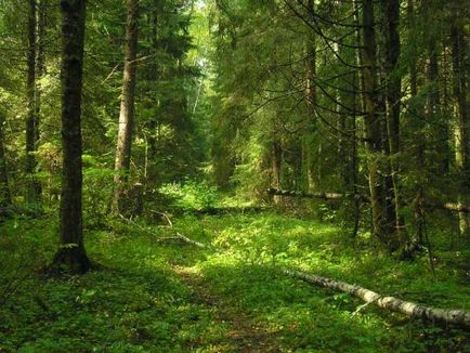Miért kell védeni az erdő