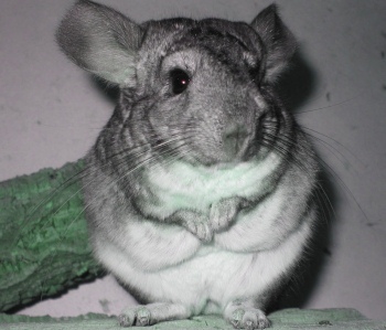 Miért csincsilla sír éjjel - mindent tudni! (Chinchilla) Miért csincsilla sír éjjel - mindent tudni!