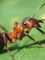 Miért nő nőnek bajusz 1 (emelkedő) Miért bajusznövesztéssel lányok 1