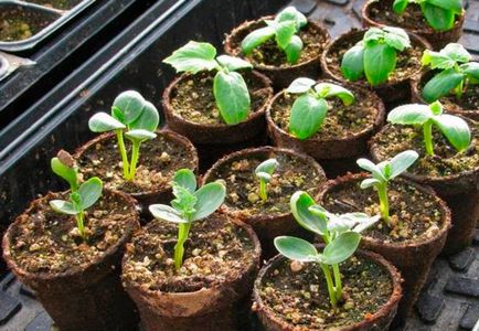 Részletes utasításokat, hogyan nőnek görögdinnye otthon