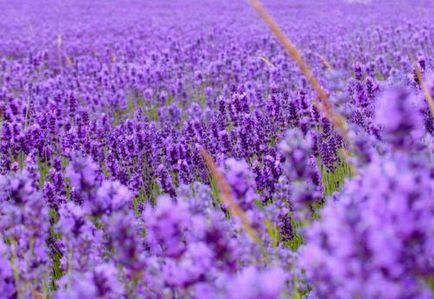 Az illóolajok használata a haj Lavender