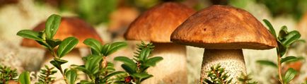 Előnyök és árt a gombát emberi mítoszok és a valóság