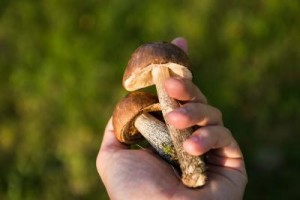 Előnyök és árt a gombát emberi mítoszok és a valóság