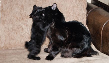 Breed fekete macska, a teljes és részletes jegyzékét (fotók)