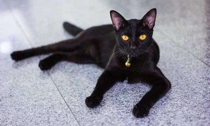 Breed fekete macska, a teljes és részletes jegyzékét (fotók)