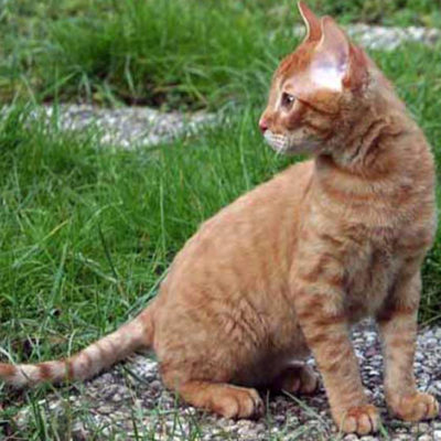 Cat szül szőrtelen fajta neve, 33 fényképek, videók