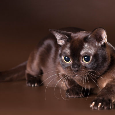 Cat szül szőrtelen fajta neve, 33 fényképek, videók