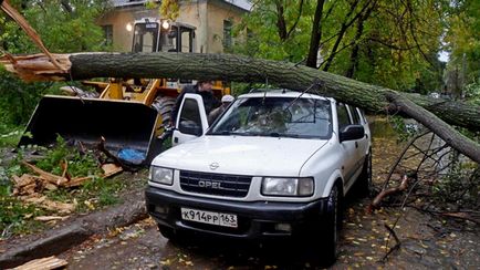 Eljárás, ha az autót kidőlt fa