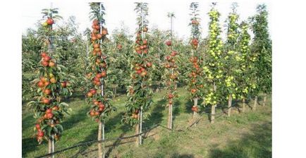 Ültetés oszlopos alma különösen a helyszín előkészítése és gondozás
