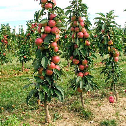 Ültetés oszlopos almafa ellátás nyáron, videó vágás program