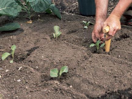 Csemeték ültetése karfiol termesztése, vetéstechnika