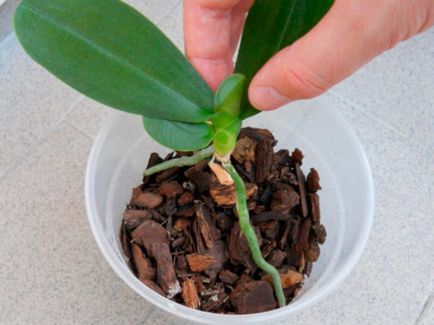 Lépcsőzetes transzplantációs phalaenopsis orchidea otthon, különösen a választás a pot és a talaj