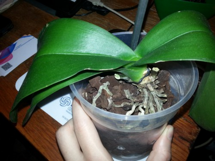 Lépcsőzetes transzplantációs phalaenopsis orchidea otthon, különösen a választás a pot és a talaj