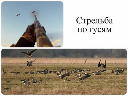 Szabályok és jellemzői lövészet különböző típusú játék madarak video használati