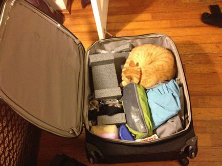 Utazás macskák és előírásokat szállítására macskák egy repülővel, vonattal, autóval és