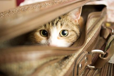 Utazás macskák és előírásokat szállítására macskák egy repülővel, vonattal, autóval és