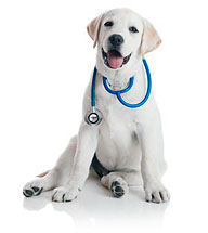 Nyújtás és könnyezés szalagok a kutya okoz, tünetei és kezelése