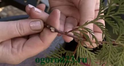 reprodukciós arborvitae