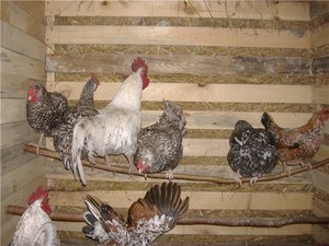 Tenyésztési csirkék, hogyan kell etetni csirkék és függetlenül attól, hogy kenyeret adjunk