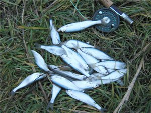 Fish sivár, fotó, leírás a megjelenés és az életmód küsz (fajta) Fish sivár, fotó, leírás a külső megjelenése, arculata sivár élet