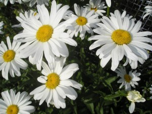 Daisy kert ültetés és gondozás különböző fajtái
