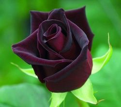 Rose Black Magic (Blek Medzhik) leírása az oka a népszerűség, mezőgazdasági gépek, a dekoráció, a kert, fotó