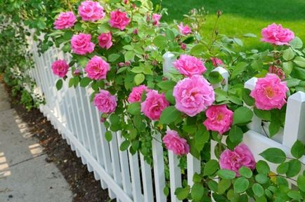 Rózsák a kerttervezés és fotók az eredeti rózsakert díszíteni a táj