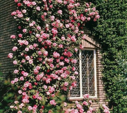 Rózsák a kerttervezés és fotók az eredeti rózsakert díszíteni a táj