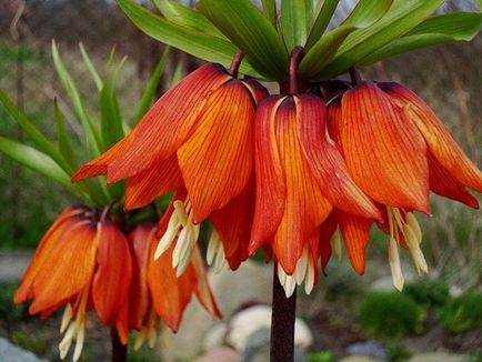 Imperial fritillary ültetés és gondozás, fotó (ellátás) Imperial fritillary ültetés és gondozás, fotó