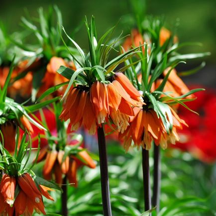 Imperial fritillary ültetés és gondozás, Photo (leszállás) Imperial fritillary ültetés és gondozás, fotó