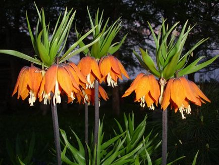 Imperial fritillary ültetés és gondozás, fotó (Fritillaria) Imperial fritillary ültetés és gondozás, fotó