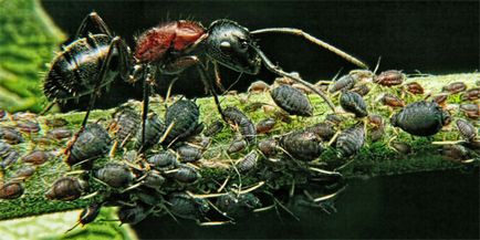 Kerti hangyák előnyei és hátrányai a hangyák a kertben, és a kert