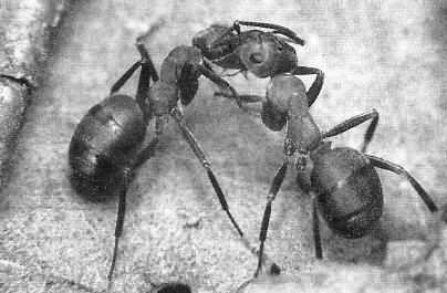 Kerti hangyák kár és haszon - Kert Szibériában