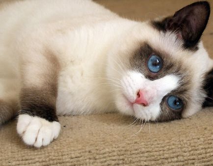 A legdrágább macska a világon az ár és fotók top 10 fajtájú macskák