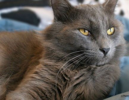 A legdrágább macska a világon az ár és fotók top 10 fajtájú macskák