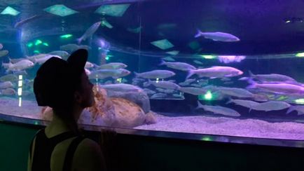 A legnagyobb oceanarium Moszkva (hogyan jut el a metró, a buszt, egysínű