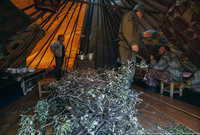 Észak-Magyarország életében rénszarvastenyésztők a tundrán