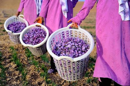 Saffron hasznos tulajdonságok, mint a bevétel (tulajdonságok) Saffron hasznos tulajdonságok, mint a bevétel